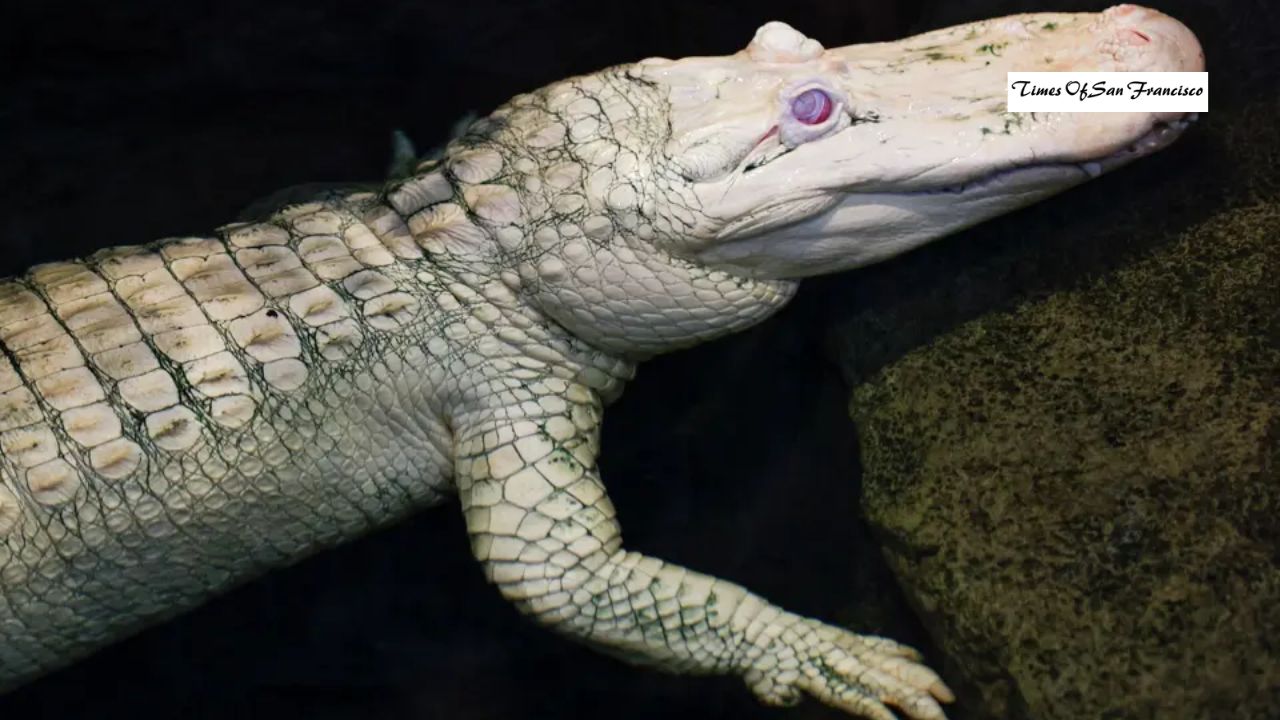 Claude the Albino Alligator Dies at 30: Necropsy Reveals True Cause of Death
